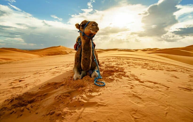 3 Days Morocco Camel Trekking Standard