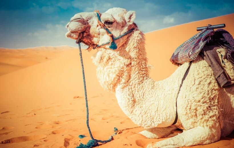5 Days Morocco Desert Tour Standard